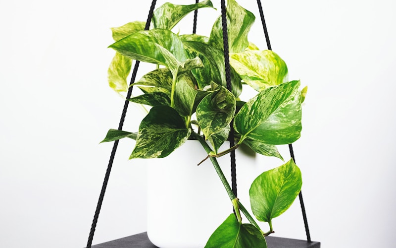 Crowd celebrating a goal at a packed World Cup stadium